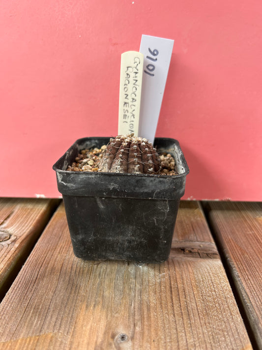 Gymnocalycium ragonesei (1016Z)