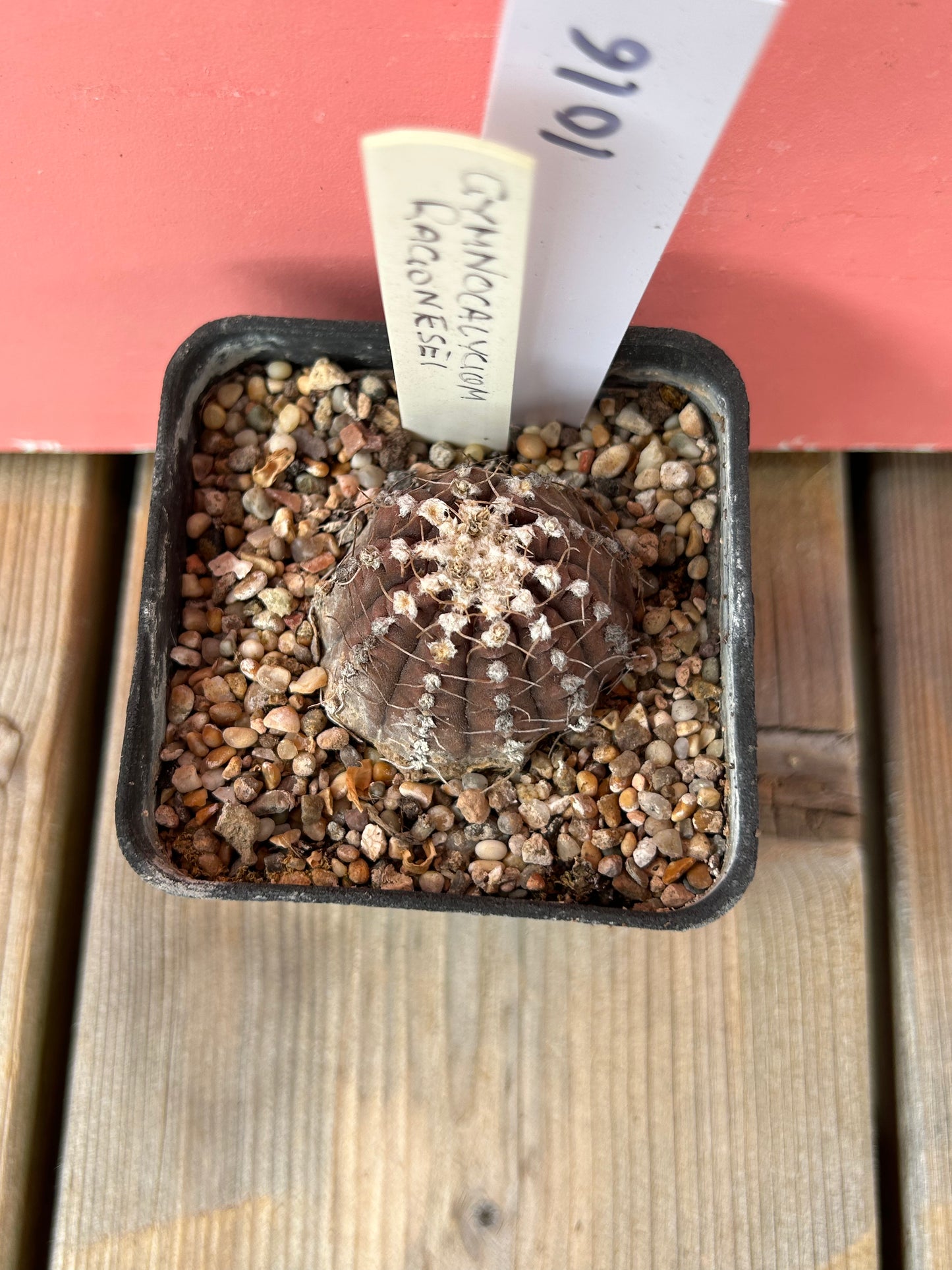 Gymnocalycium ragonesei (1016Z)
