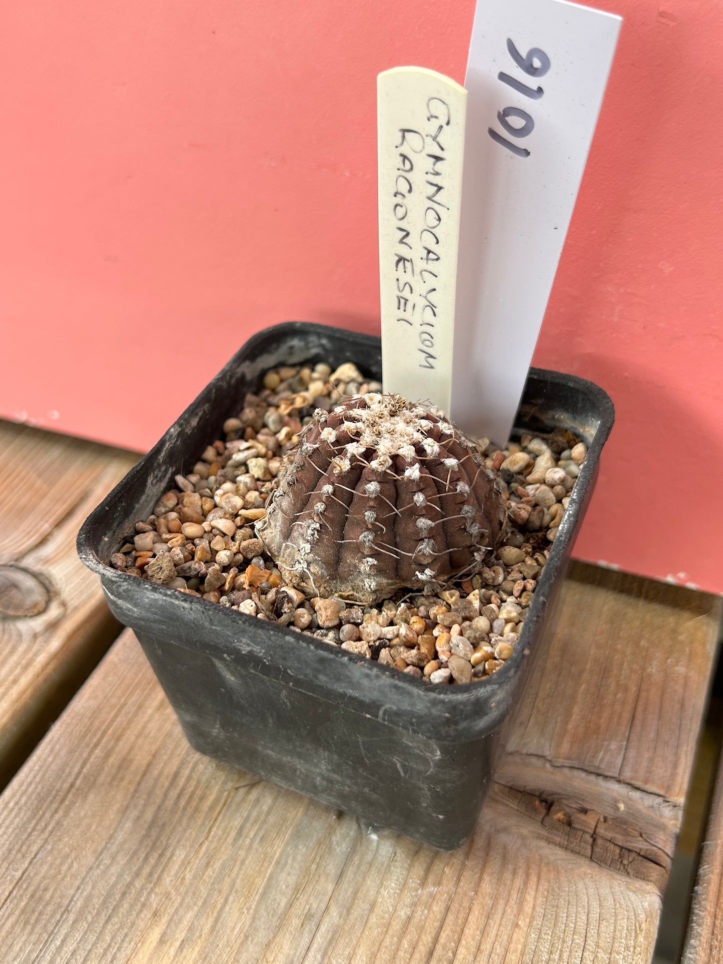 Gymnocalycium ragonesei (1016Z)