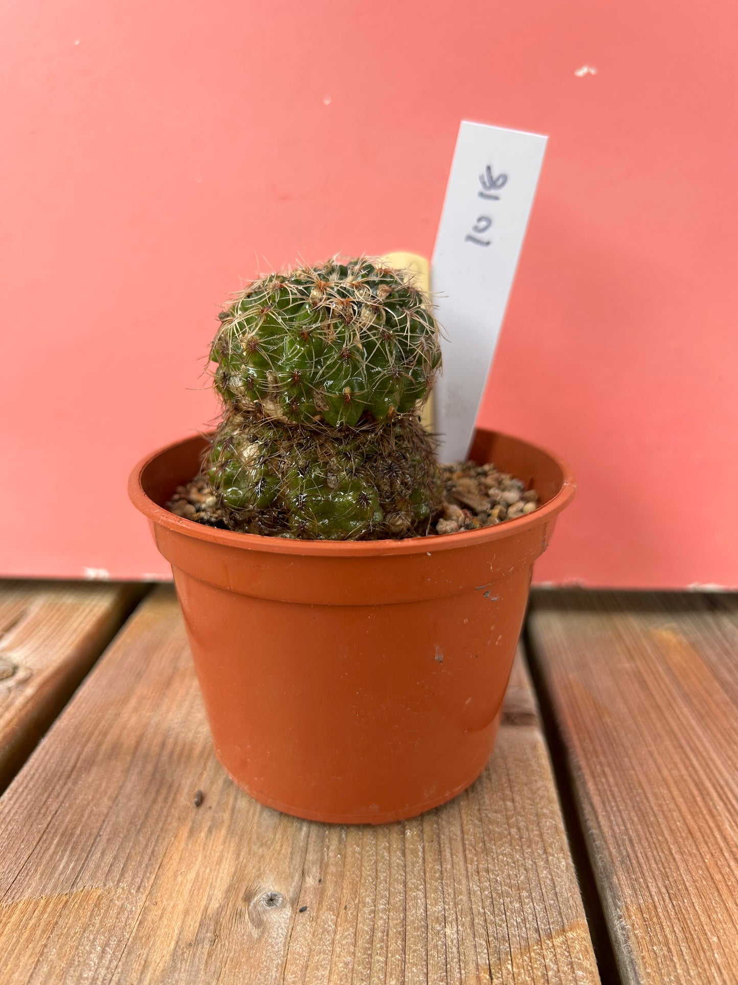 Gymnocalycium papschii (1018Z)