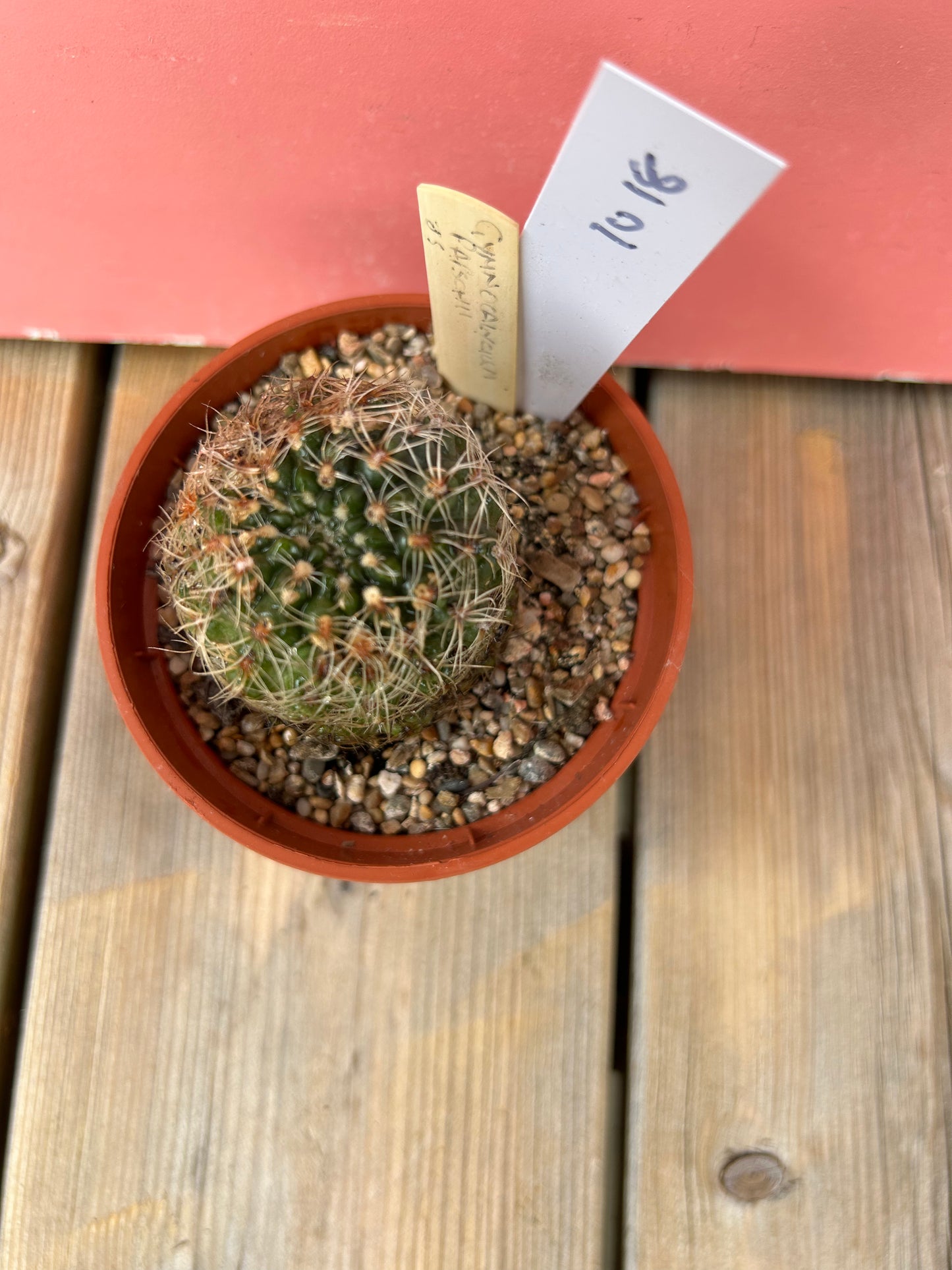 Gymnocalycium papschii (1018Z)