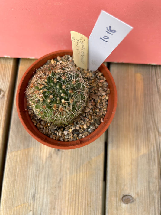 Gymnocalycium papschii (1018Z)