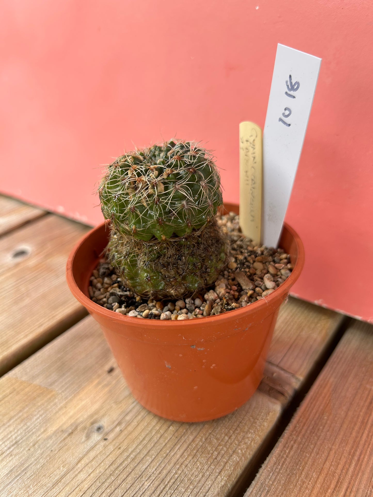 Gymnocalycium papschii (1018Z)