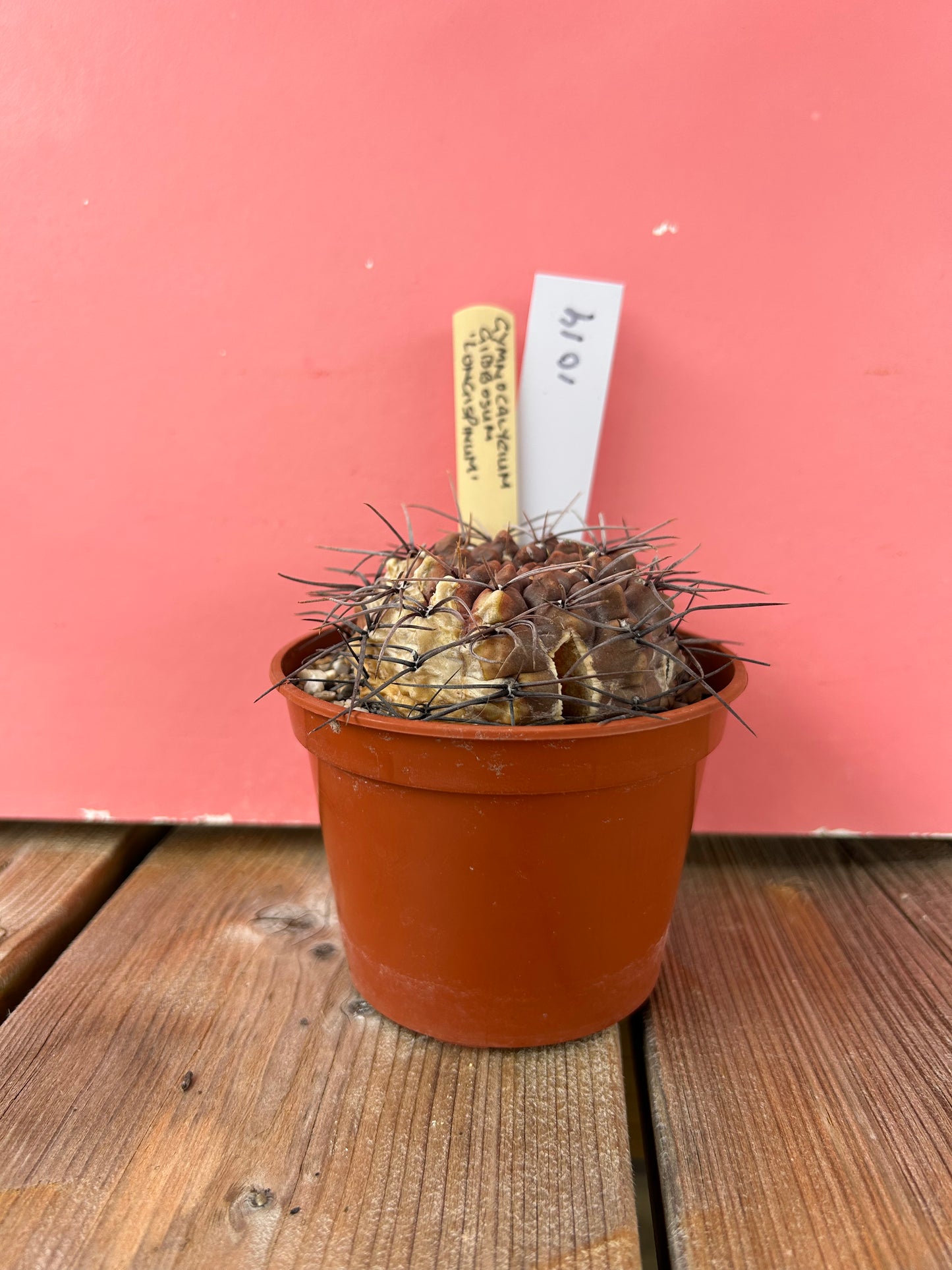 Gymnocalycium gibbosum 'longispinum' (1019Z)