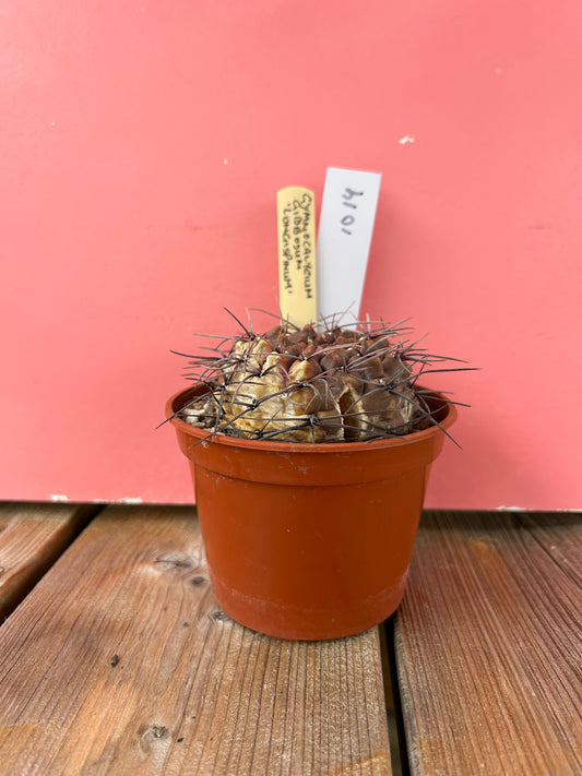 Gymnocalycium gibbosum 'longispinum' (1019Z)