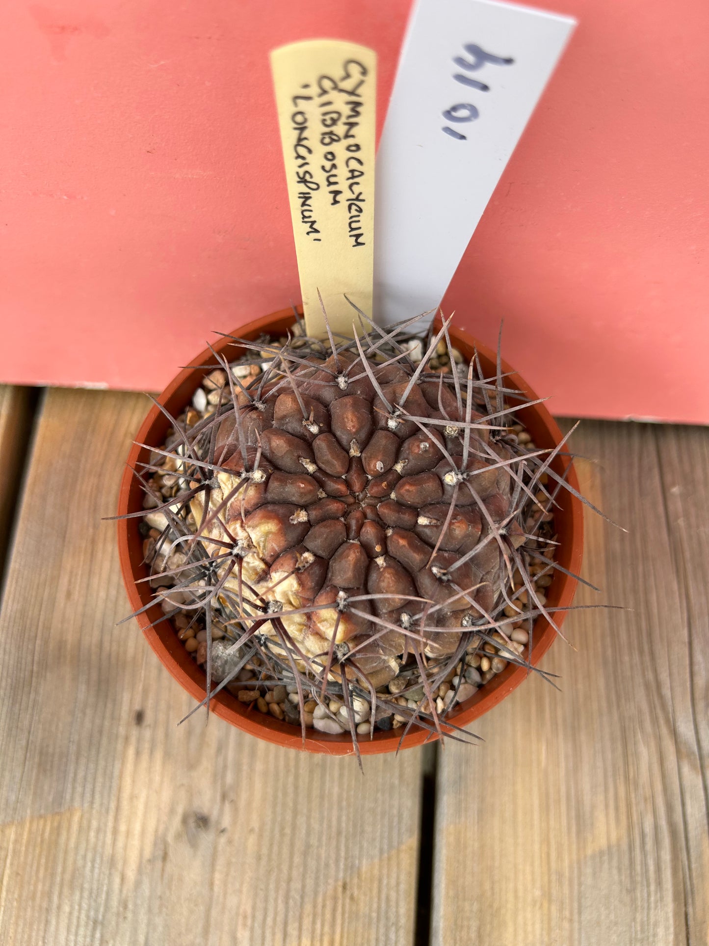 Gymnocalycium gibbosum 'longispinum' (1019Z)