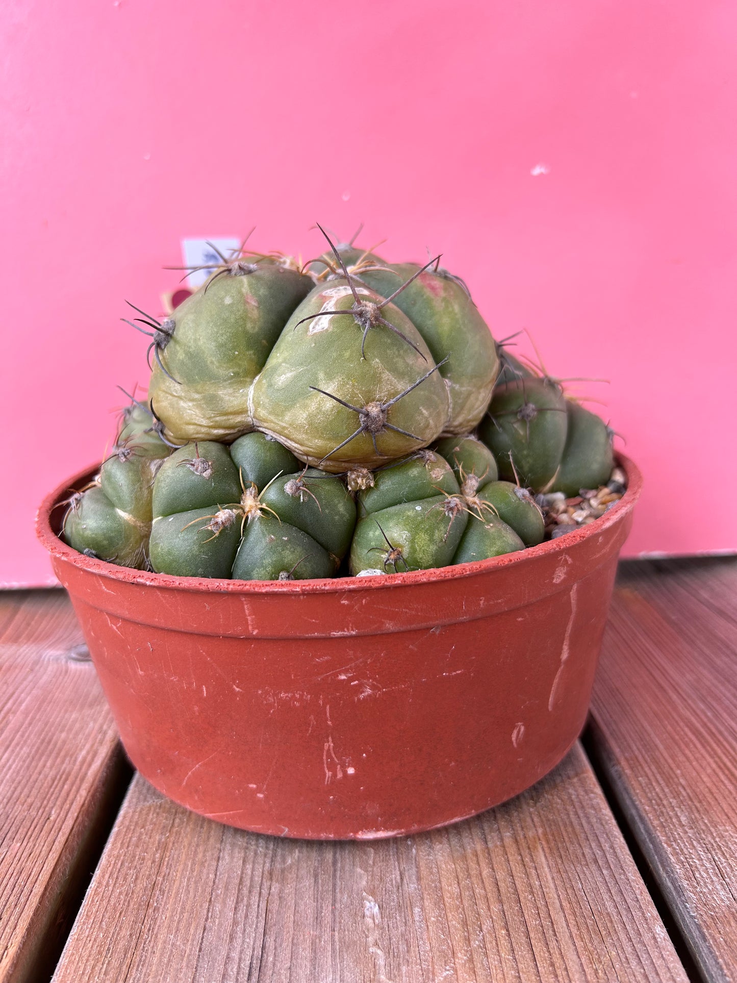 Gymnocalycium buenekeri (1028Z)