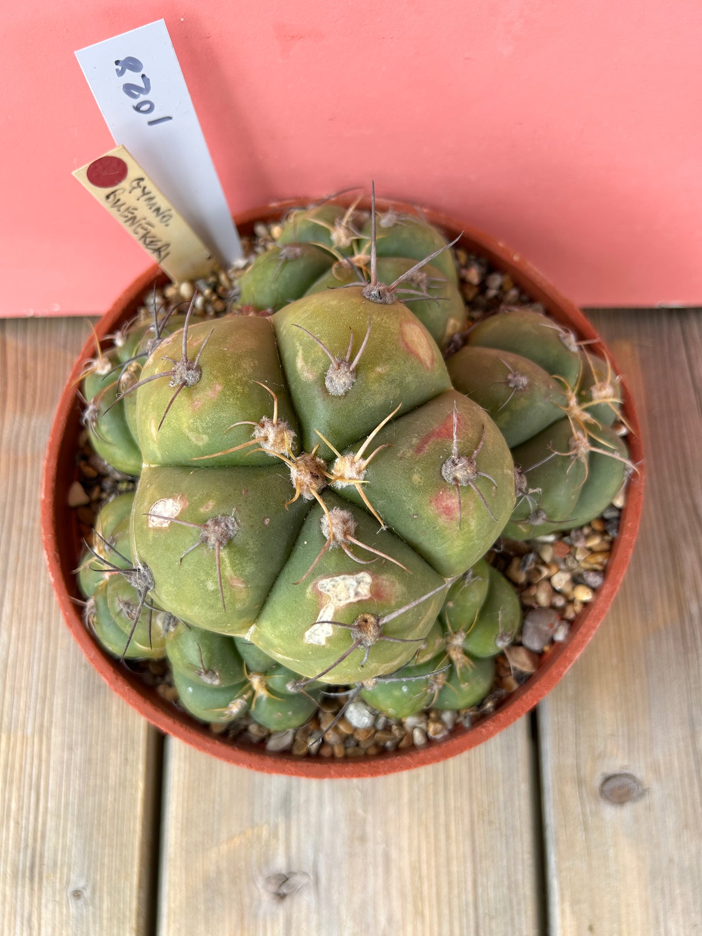 Gymnocalycium buenekeri (1028Z)