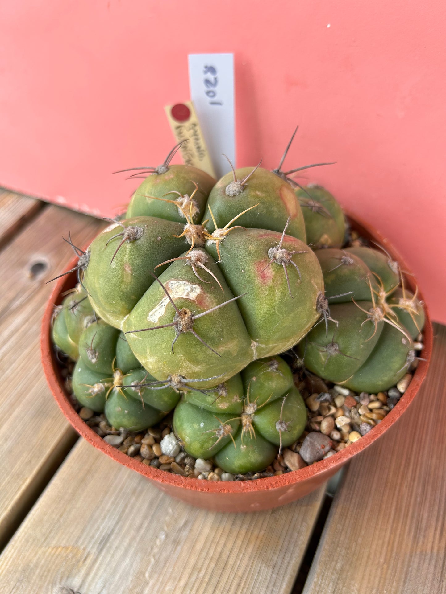 Gymnocalycium buenekeri (1028Z)