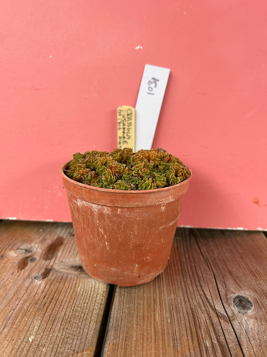 Crassula susannae (1031 Z)