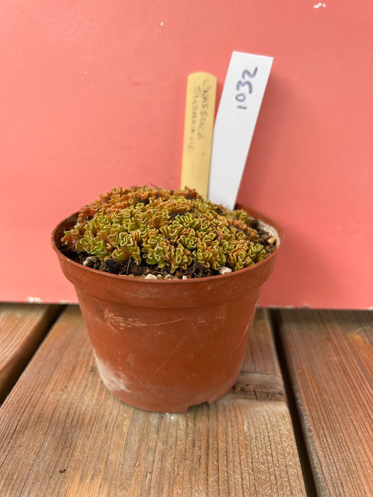 Crassula susannae (1032 Z)