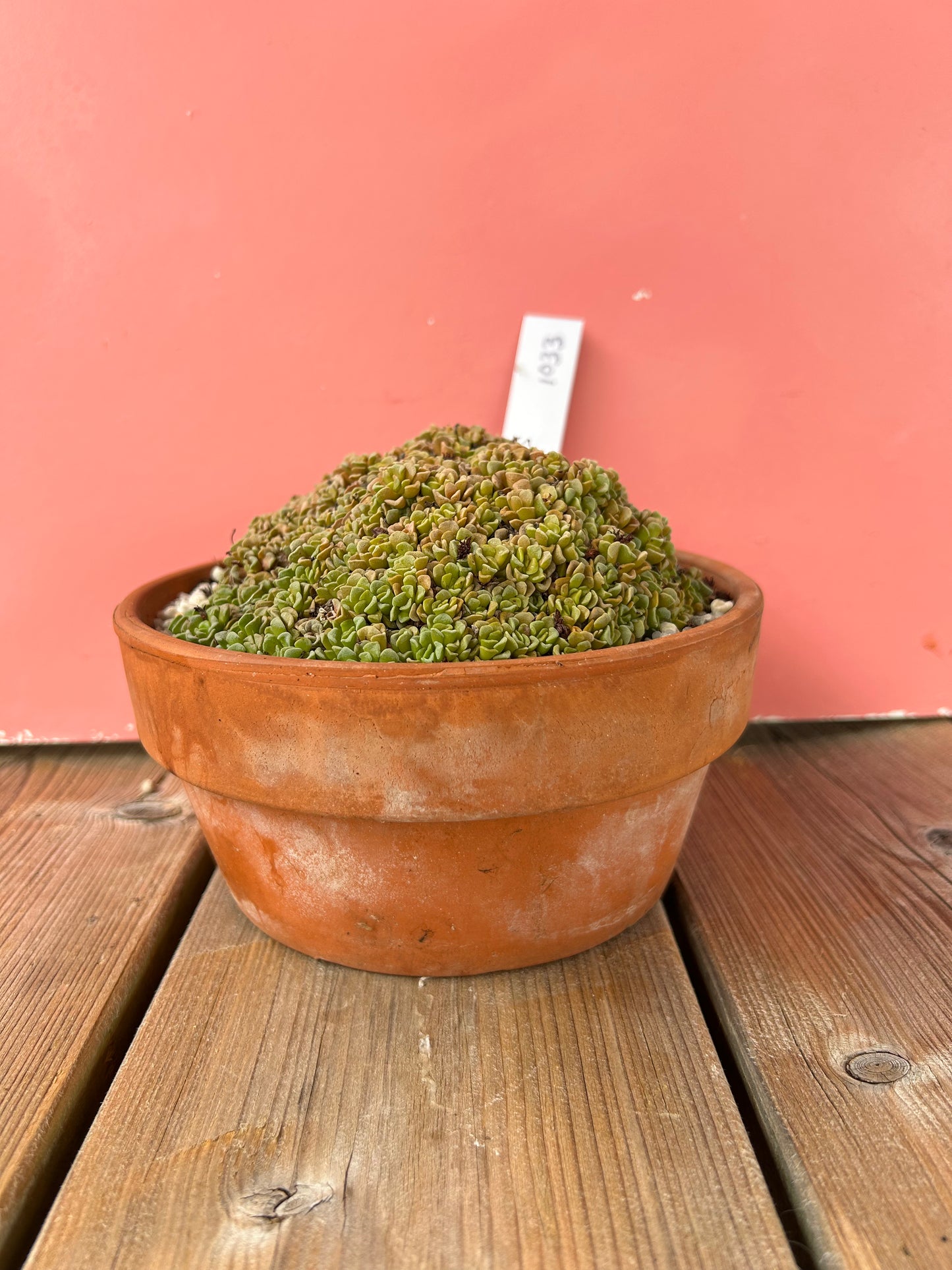 Crassula susannae (1033 Z)
