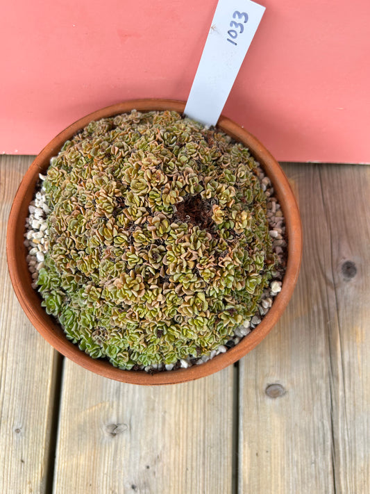 Crassula susannae (1033 Z)