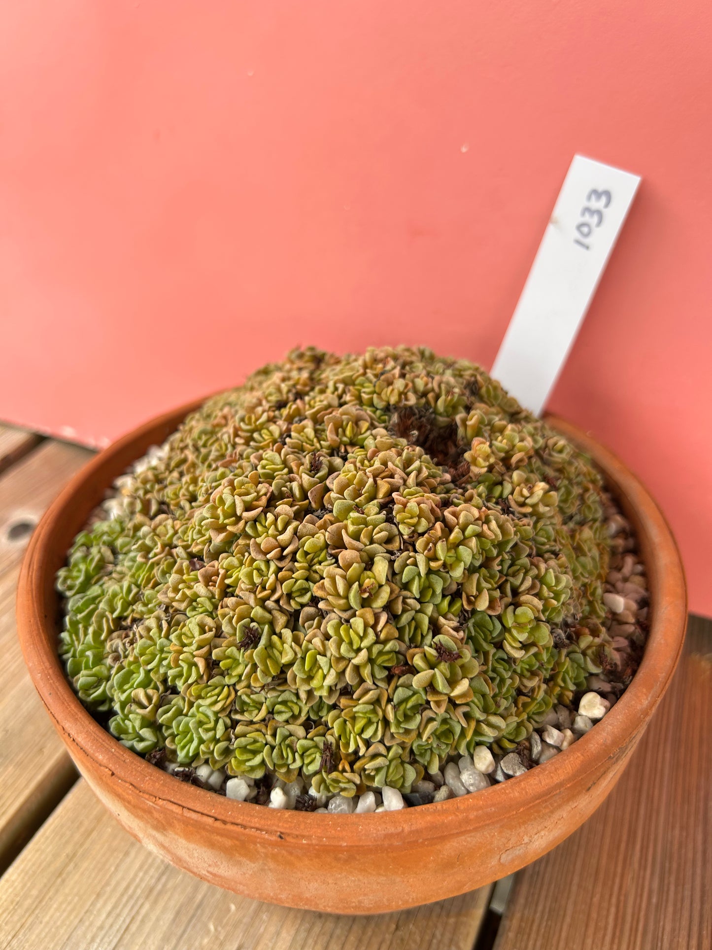 Crassula susannae (1033 Z)
