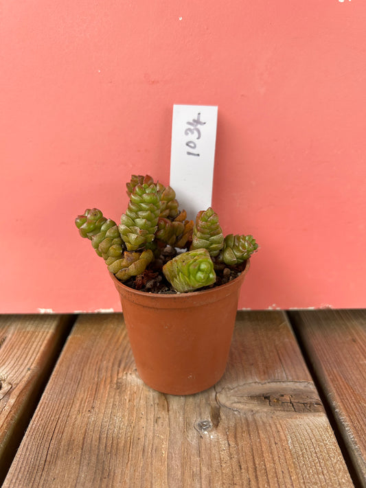 Crassula marchandii (1034 Z)