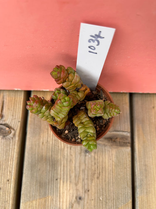 Crassula marchandii (1034 Z)
