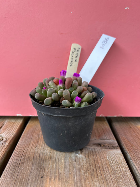 Frithia pulchra (1036 Z)