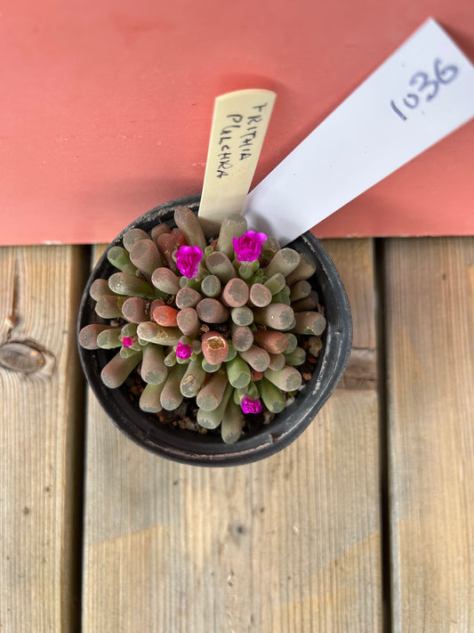 Frithia pulchra (1036 Z)