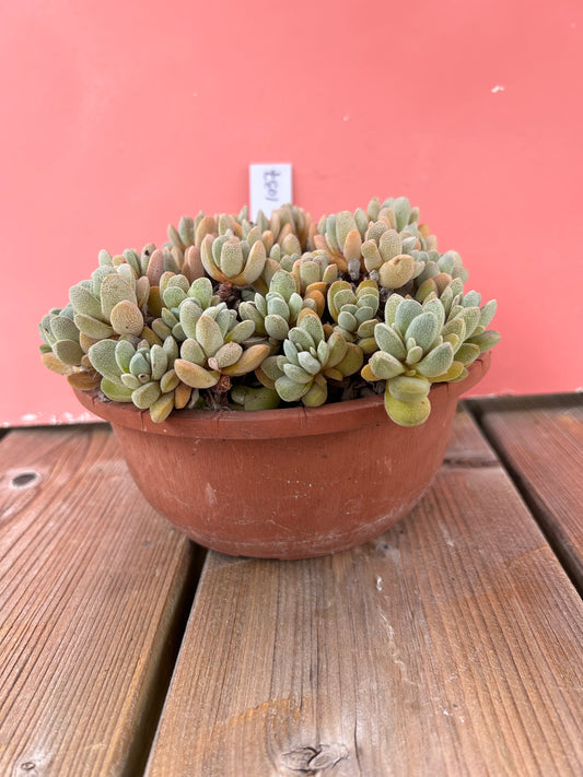 Crassula tecta (1037 Z)