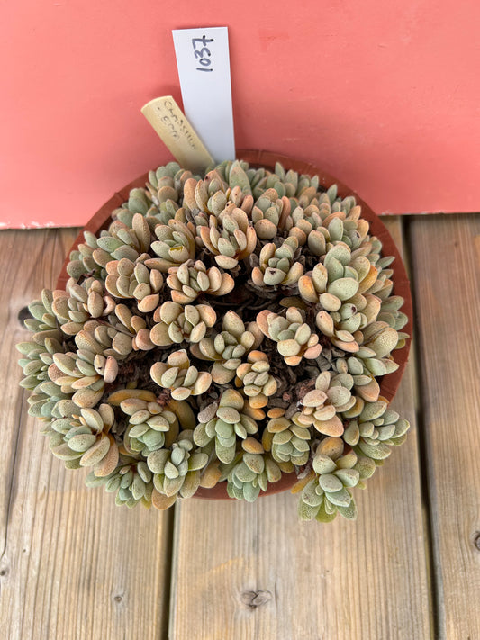 Crassula tecta (1037 Z)