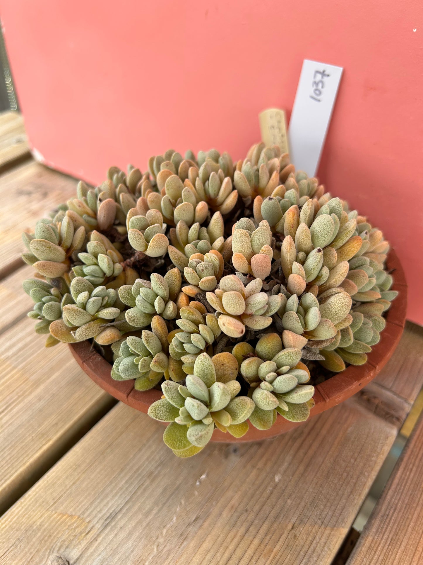 Crassula tecta (1037 Z)