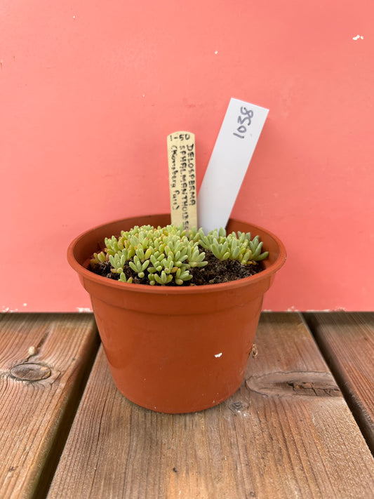 Delosperma sphalmanthoides (1038 Z)