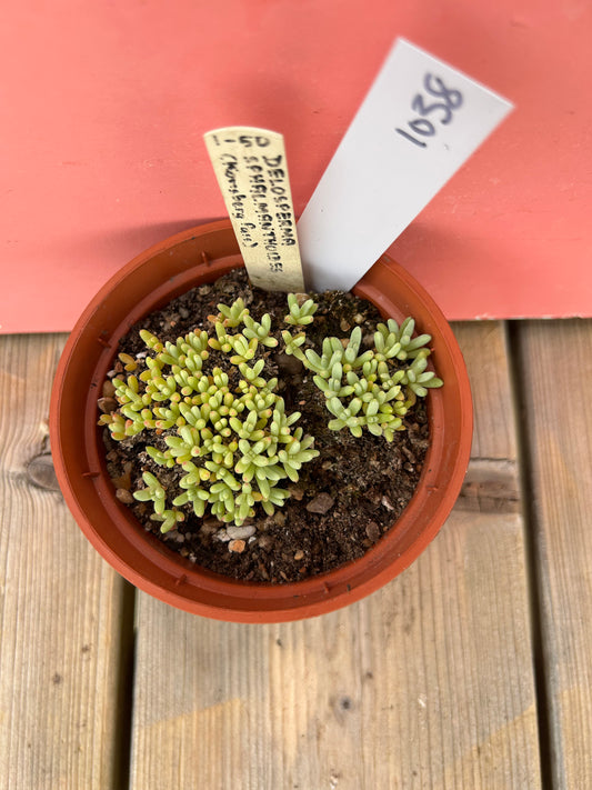 Delosperma sphalmanthoides (1038 Z)