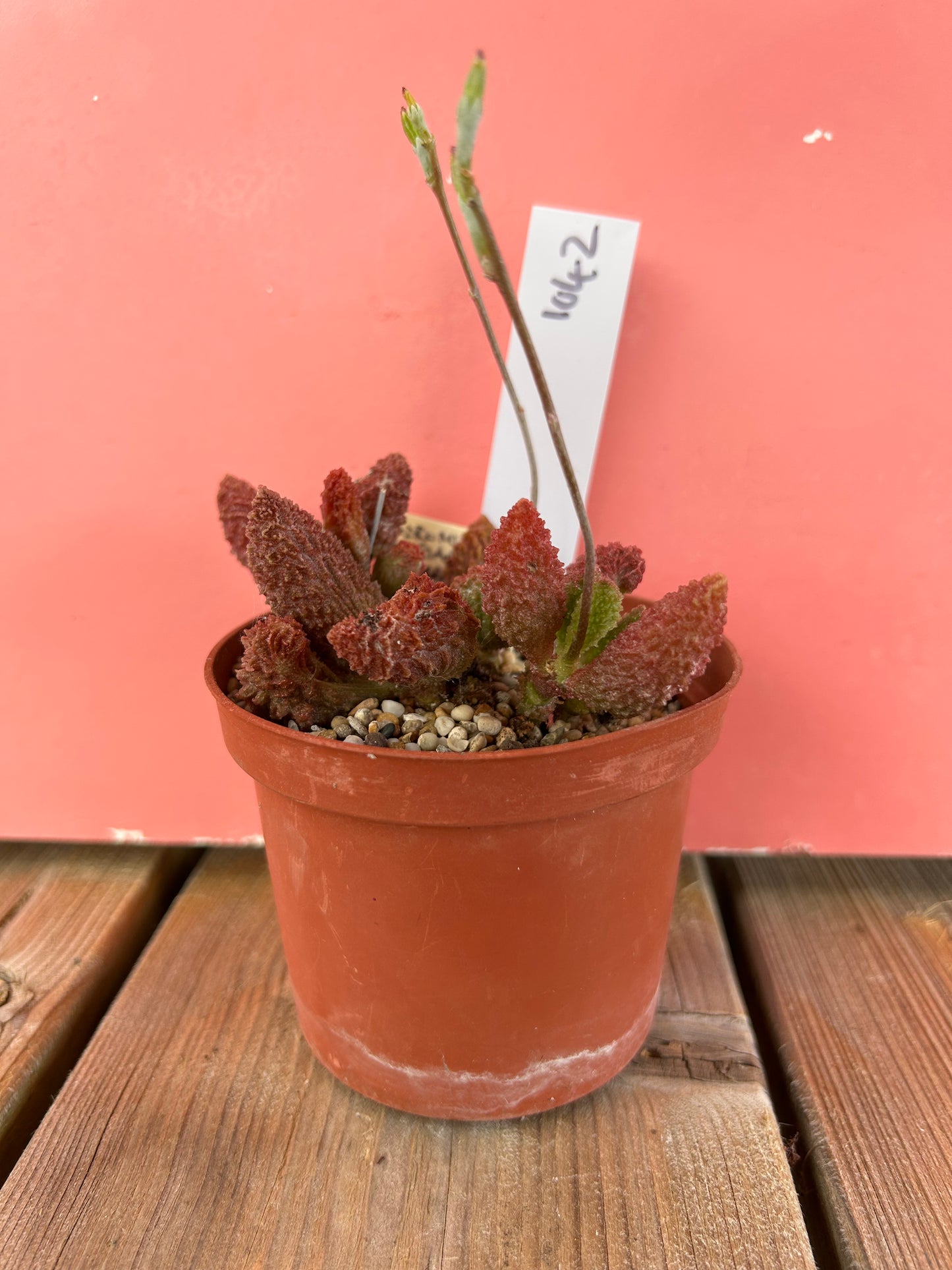 Adromischus marianiae herrei (1042 Z)