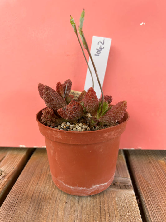 Adromischus marianiae herrei (1042 Z)