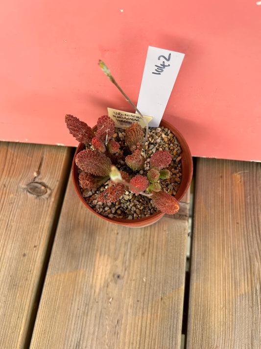 Adromischus marianiae herrei (1042 Z)