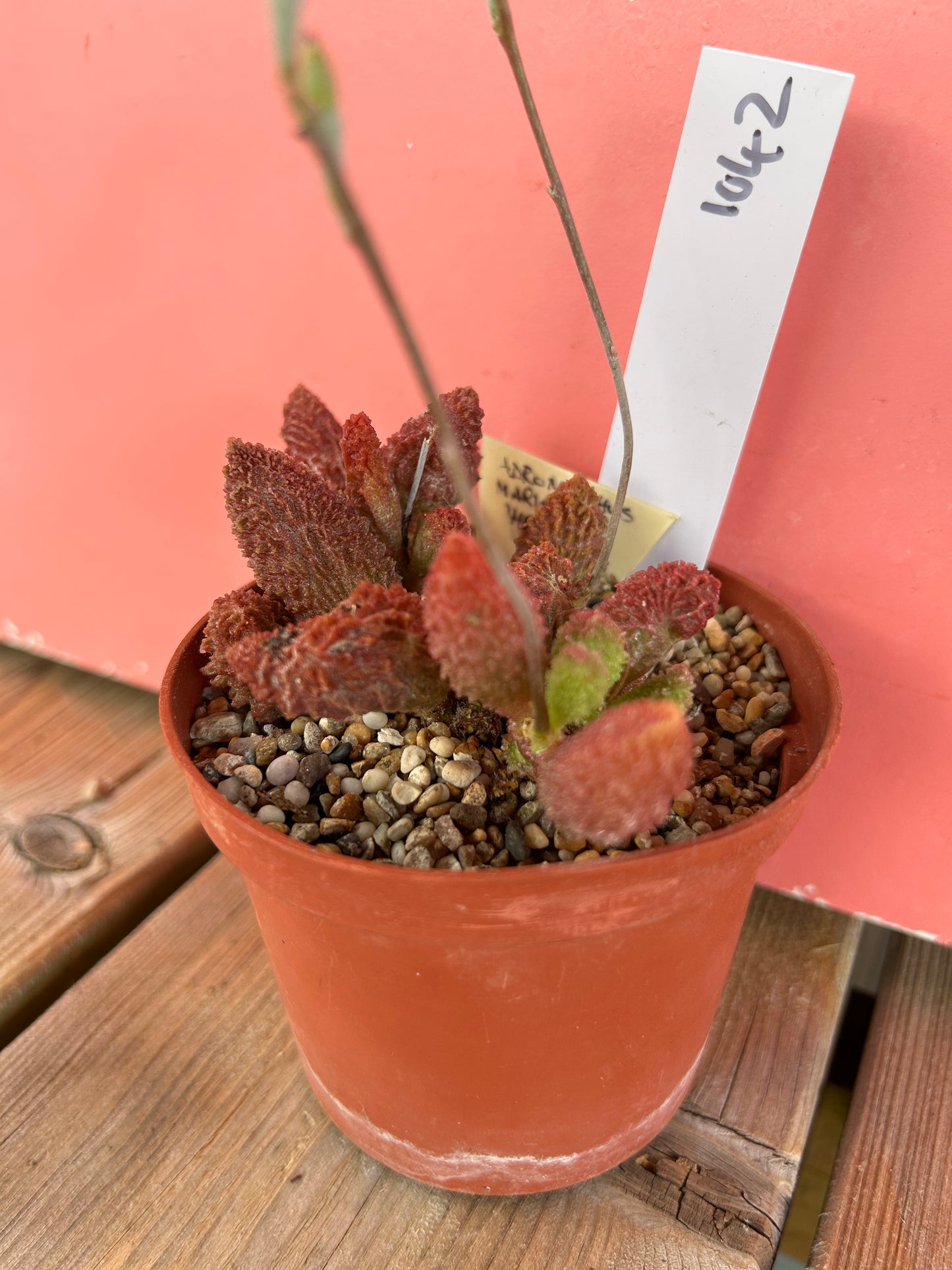 Adromischus marianiae herrei (1042 Z)