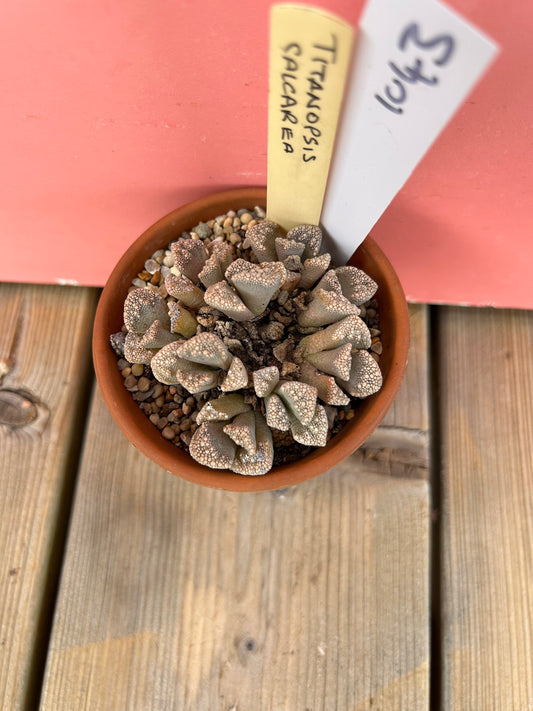 Titanopsis calcarea (1043 Z)