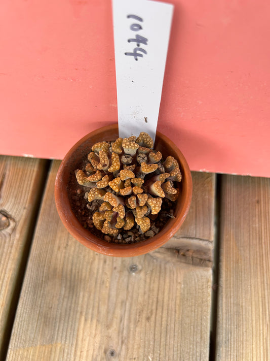 Titanopsis species (1044 Z)