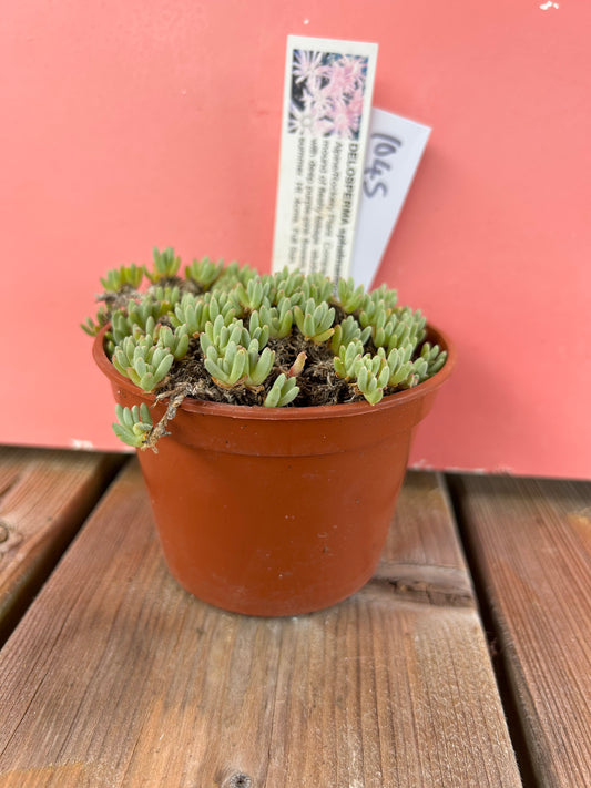 Delosperma sphalmanthoides (1045 Z)