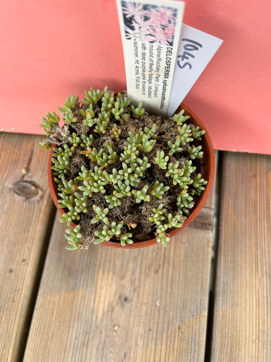 Delosperma sphalmanthoides (1045 Z)