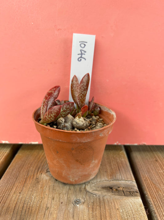 Adromischus trigynus (1046 Z)