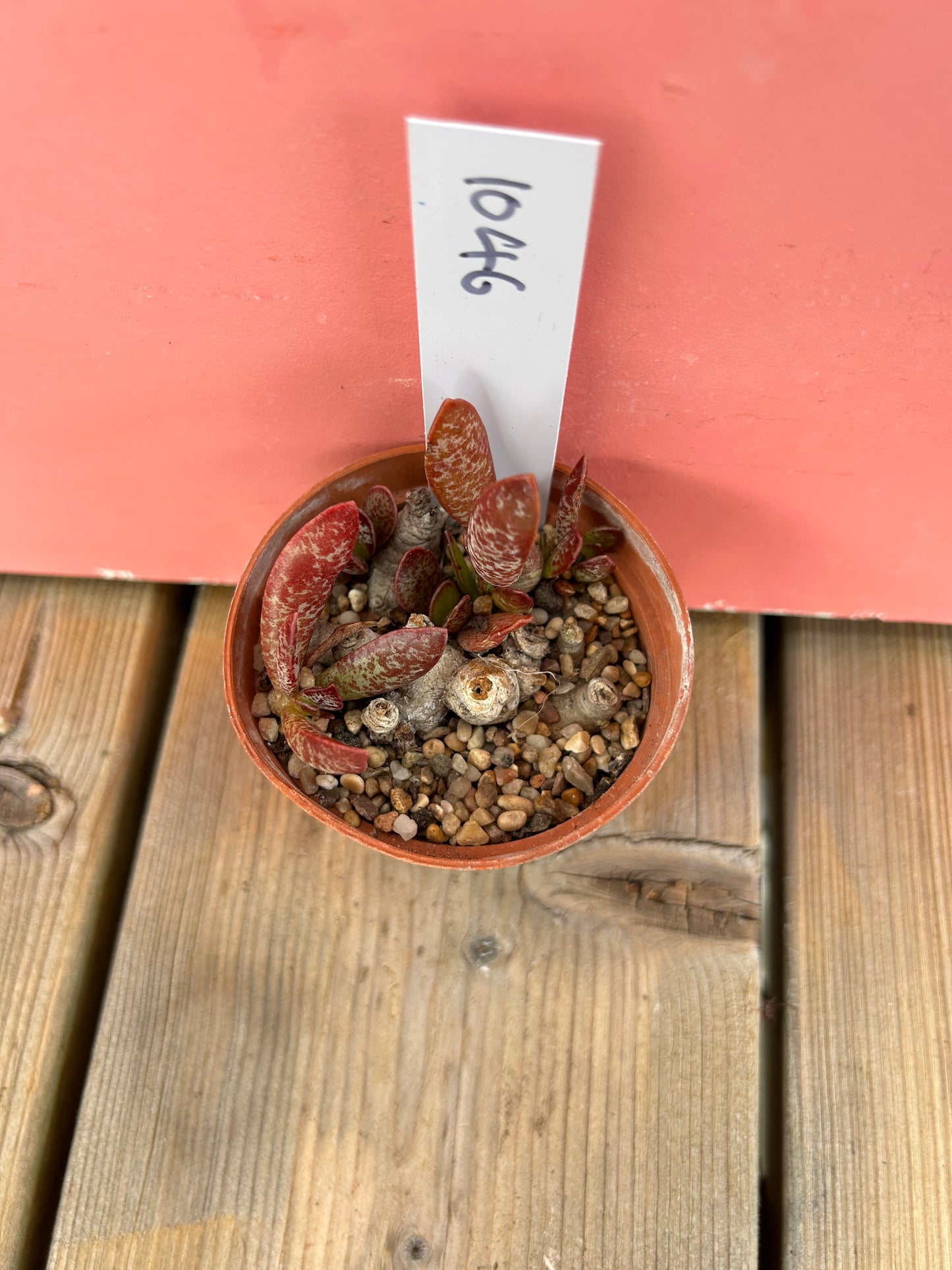 Adromischus trigynus (1046 Z)