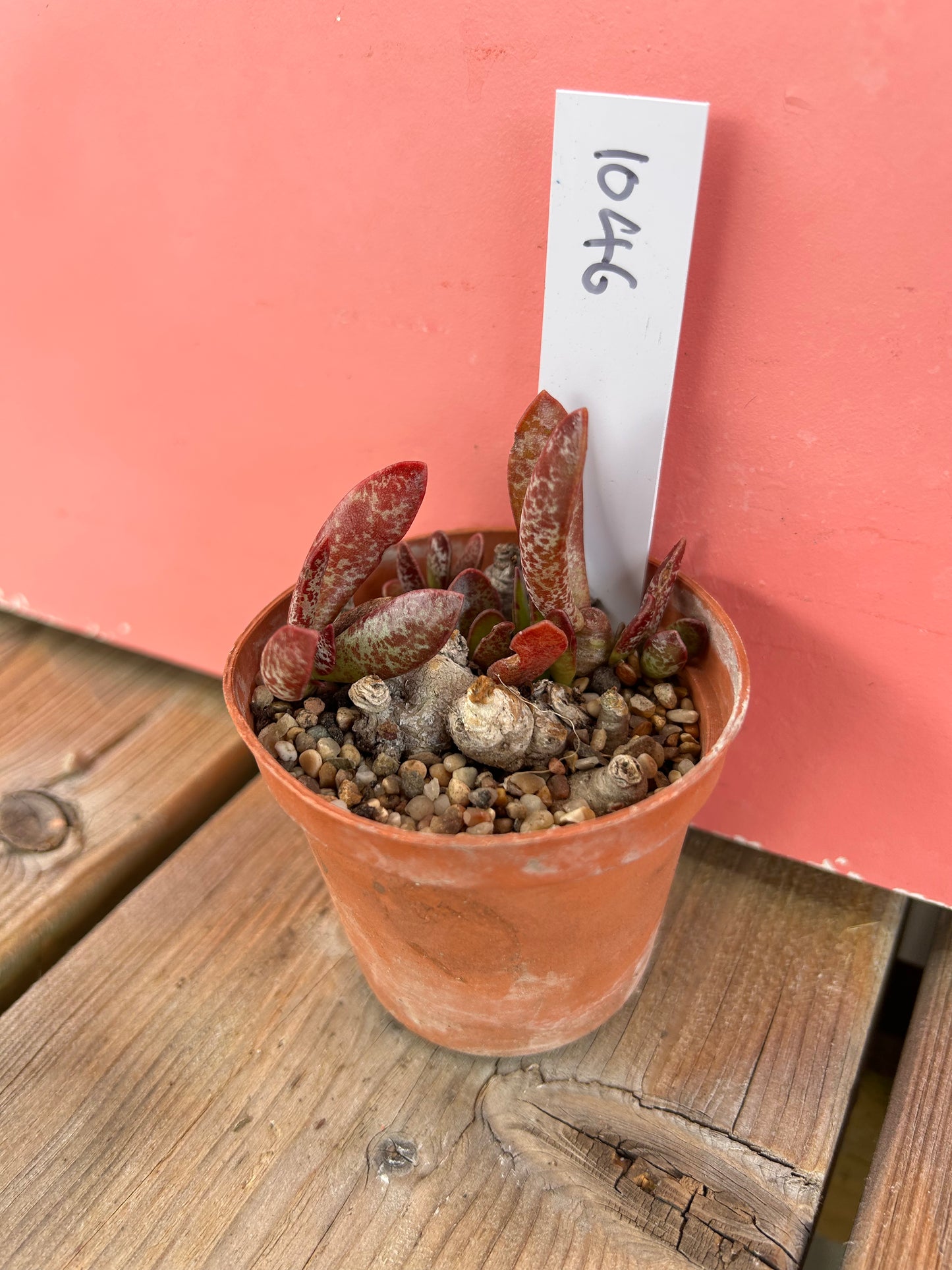 Adromischus trigynus (1046 Z)