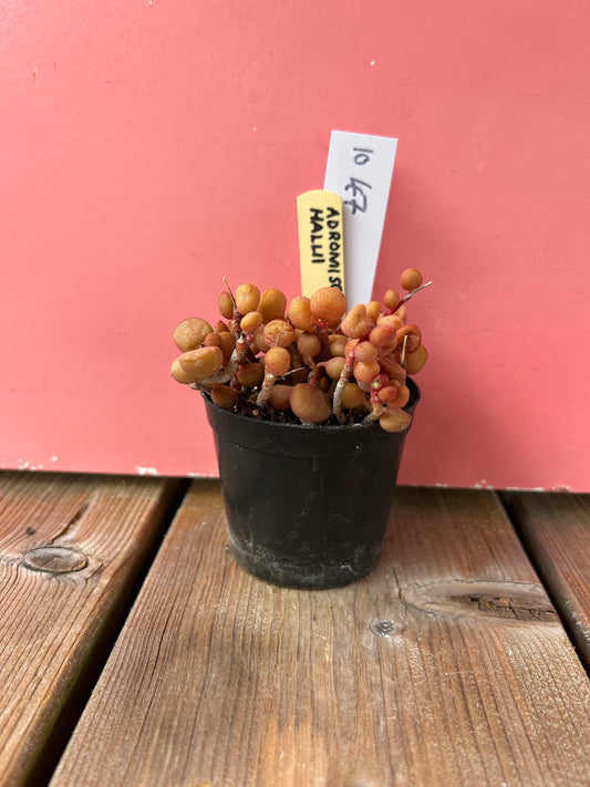 Adromischus halui (1047 Z)