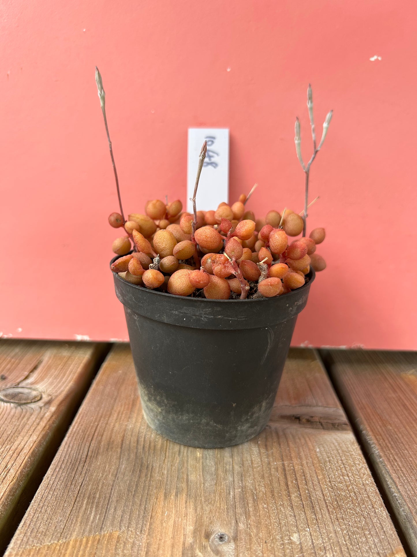 Adromischus halui (1048 Z)