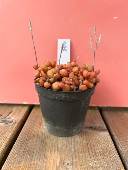 Adromischus halui (1048 Z)