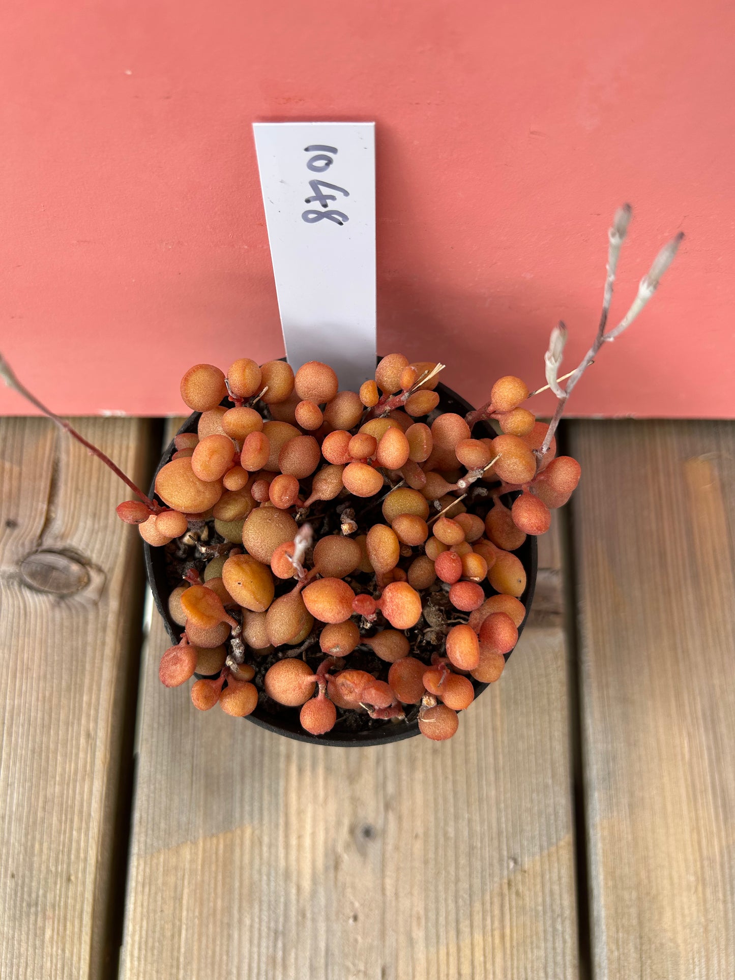 Adromischus halui (1048 Z)