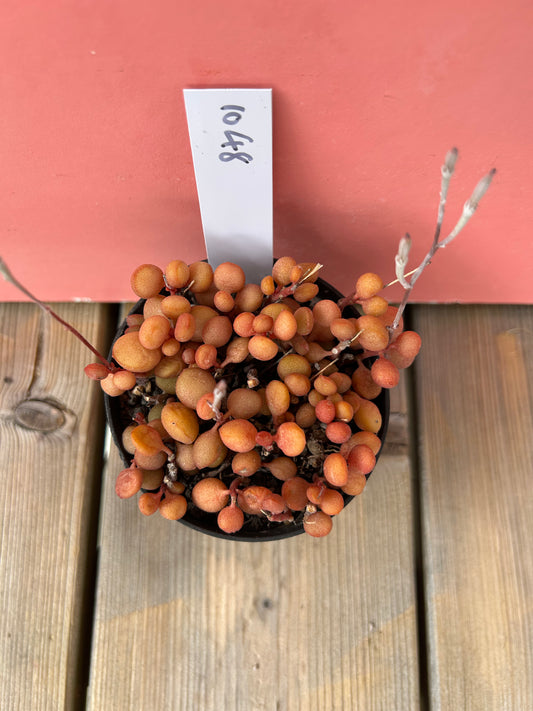 Adromischus halui (1048 Z)