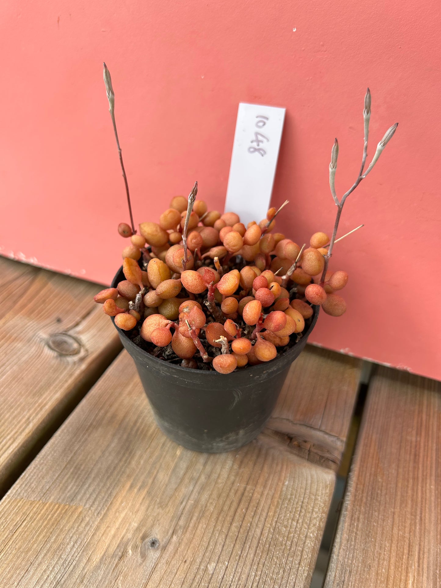Adromischus halui (1048 Z)