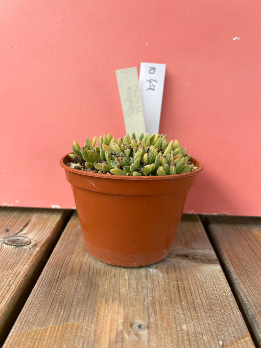 Crassula ausensis (1049 Z)