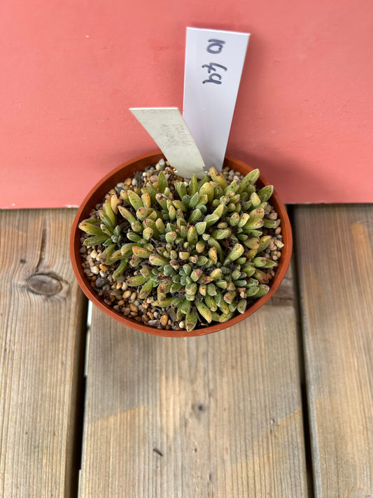 Crassula ausensis (1049 Z)