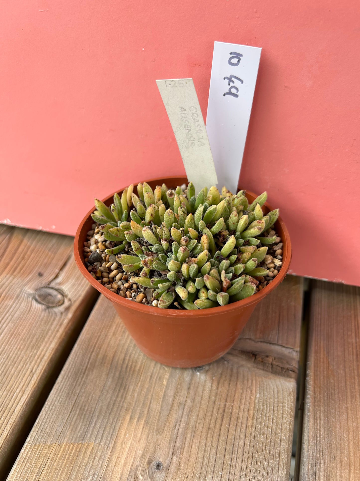 Crassula ausensis (1049 Z)
