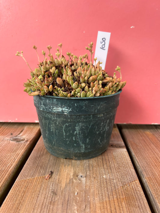 Crassula species (1050 Z)