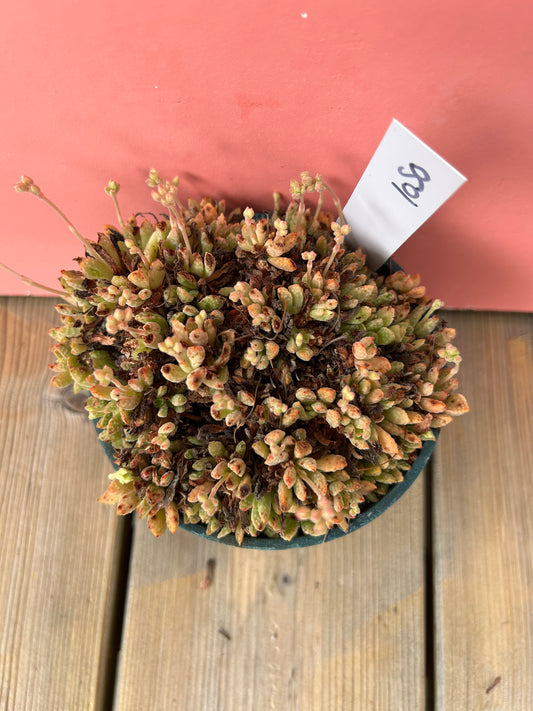 Crassula species (1050 Z)