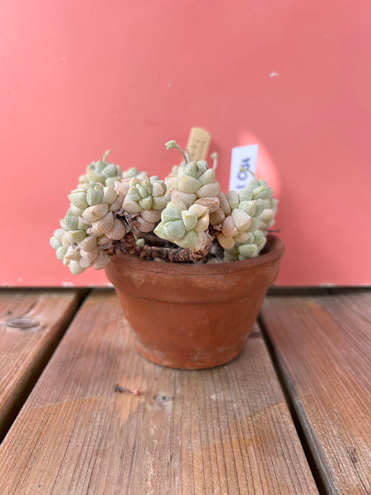 Crassula deceptor (1051 Z)